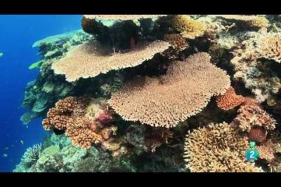 Pez mandarín: el colorido y llamativo habitante de los arrecifes de coral