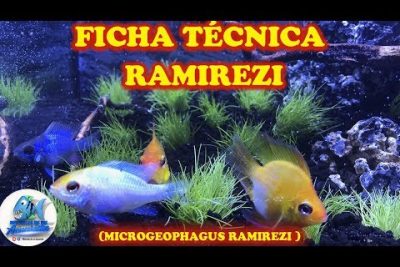 Guía completa de cuidados y características del pez ramirezila