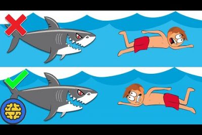 ¿Qué pasa si le pegas a un tiburón en la nariz?