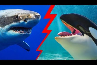 ¿Que les da miedo a los tiburones?
