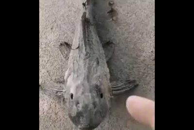 Â¿CÃ³mo se le dice a un pez muerto?