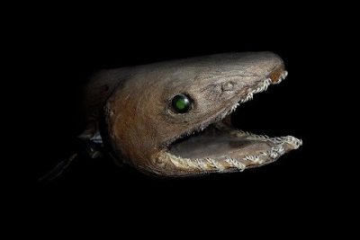 Descubre las características del tiburón anguila