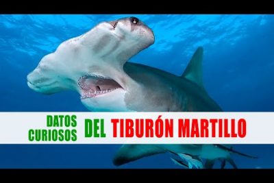 Descubre las características del tiburón martillo