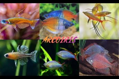 Pez arco iris de cabeza roja: Apariencia colorida y popular en acuarios