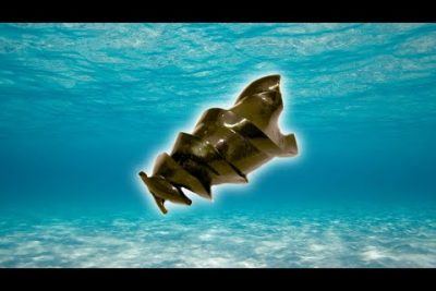 Descubre las características del Tiburón Cornudo Africano