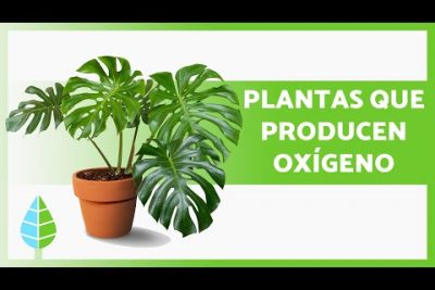 ¿Qué plantas organicas ayudan a oxigenar el aire?