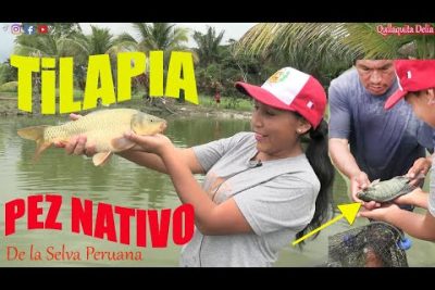 ¿Qué peces hay en la selva peruana?