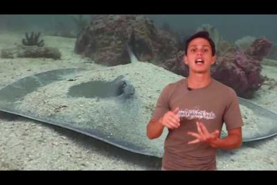 Descubre cómo el pez manta raya planea por el aire fuera del agua