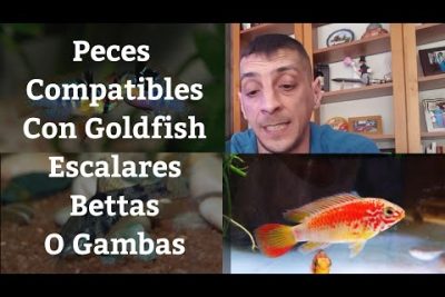 Pez Betta: El popular y agresivo habitante de acuarios individuales