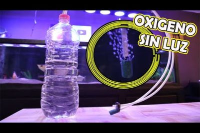 ¿Cómo oxigenar el agua de una pecera de forma casera?