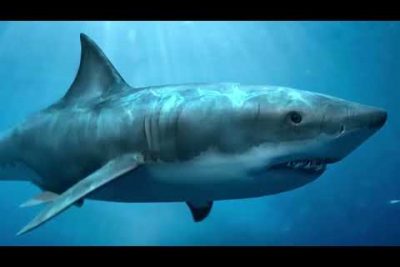 ¿Dónde se cogió el tiburón más grande del mundo?
