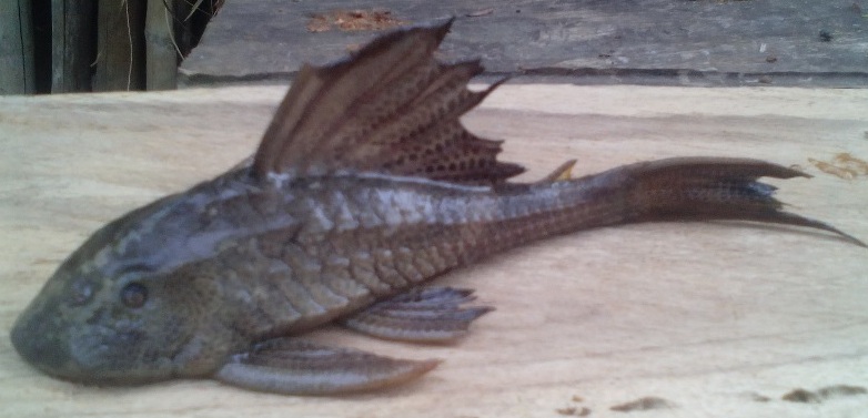 pez coroncoro en colombia