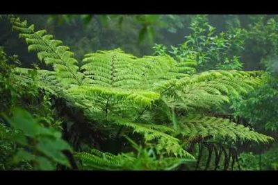 Descubre la belleza de la Chita (Anisotremus scapularis) en su hábitat natural