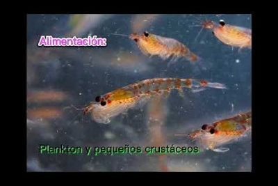 Anchoveta (Engraulis ringens): Todo lo que necesitas saber sobre esta especie marina