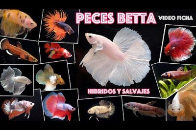 Betta Persephone: La Fascinante Especie de Peces Betta