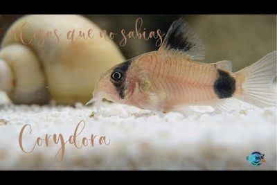 Pez gato labeo ocelado: Todo sobre el Corydoras ocellated catfish