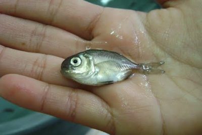 Cojinova: Todo sobre la Seriolella violacea, el pez más popular del mar