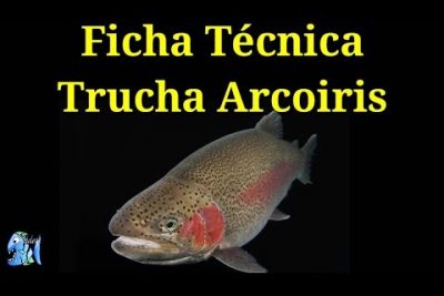 Trucha del Lago Crescenti: Todo sobre la Oncorhynchus nerka crescenti