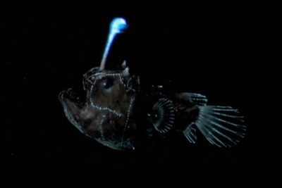 Pez linterna de línea azul: Diaphus perspicillatus - Maravillas submarinas