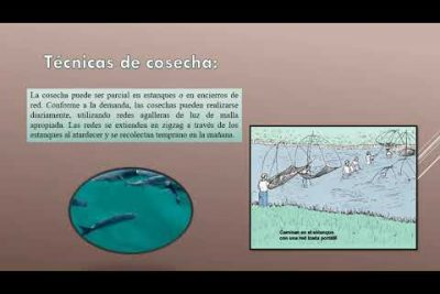 Guía completa sobre la especie de pez Lisa (Mugil spp.)