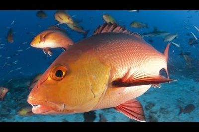 Pargo Amarillo (Lutjanus peru): Características, hábitat y pesca sostenible