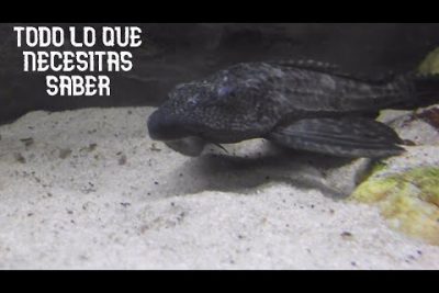 Bocón (Scomberomorus spp.): Todo lo que debes saber sobre este pez