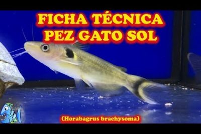Pez gato labeo rayos de sol: conoce al Corydoras sunshine catfish