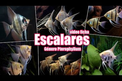 Descubre cómo escalar perla (Pterophyllum scalare) en tu acuario