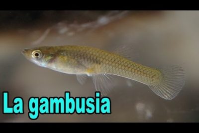 Gambusia Melapleura: Todo lo que debes saber sobre esta especie
