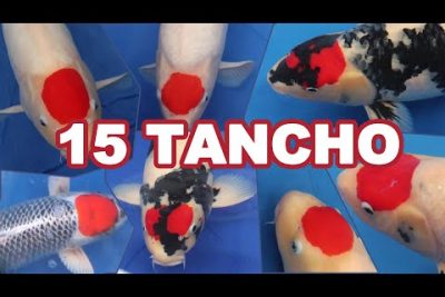 Pez Koi Tancho: Descubre los encantos de Tancho Kohaku, Tancho Sanke y Tancho Showa