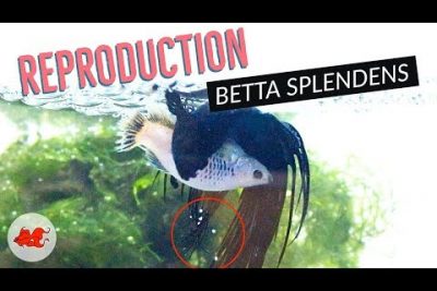 Betta Rosetail: Descubre la belleza del Betta splendens