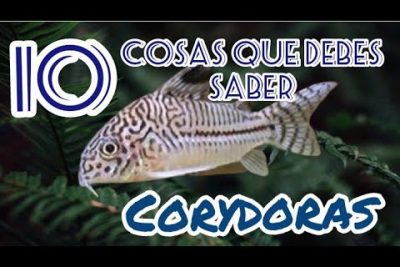 Pez gato labeo nariz de serpiente: Descubre el Corydoras snake-nosed catfish