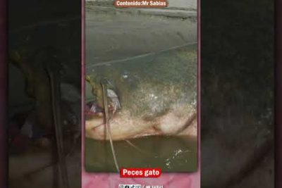 Pez gato labeo perla: Descubre el encanto del Corydoras pearl catfish