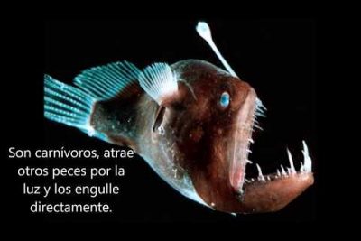 Pez linterna de ojos tubulares: Descubre la fascinante especie Lobianchia gemellarii