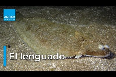 Lenguado plateado: Características y hábitat del Paralichthys spp.