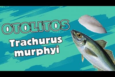 Descubre los secretos del Jurel Rayado (Trachurus murphyi) - Guía completa