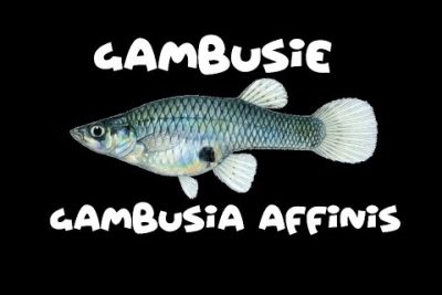 Gambusia marshi: Conoce todo sobre esta especie acuática