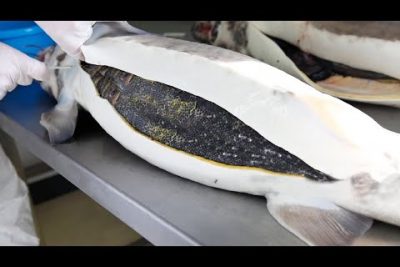 Descubre: ¿Qué está hecho el caviar? Todo sobre su origen y preparación