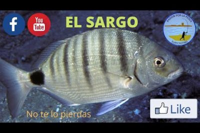 Sargo (Diplodus spp.): Descubre todo sobre esta especie marina