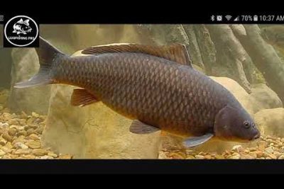 Tiempo de vida de una carpa: Descubre cuánto vive este pez