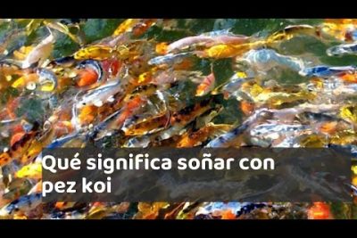 Significado del pez koi amarillo: Descubre su simbolismo y caracterÃ­sticas