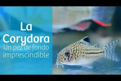 Pez gato labeo vidrioso: Todo sobre el Corydoras glass catfish