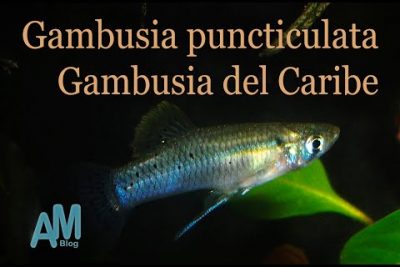 Gambusia puncticulata: Todo lo que debes saber sobre esta especie