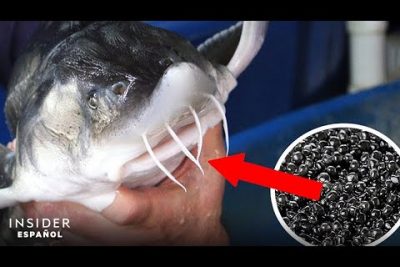 Tiempo de madurez del esturión para el caviar: ¿Cuánto tarda?