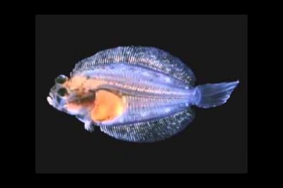 Lenguado ojo grande (Hippoglossina macrops): Descubre todo sobre esta especie marina