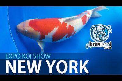 Descubre el fascinante mundo del pez Koi Kumonryu en nuestro blog