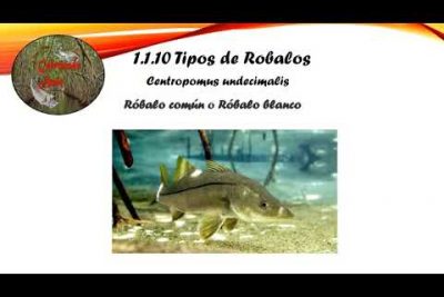 Descubre el Róbalo Argentino (Eleginops maclovinus): Características y Pesca