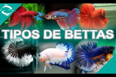 Betta Bellica: Todo sobre esta fascinante especie de pez
