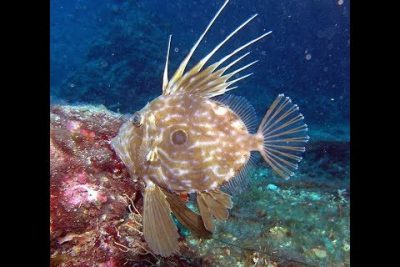 Pez sol (Zeus faber): Descubre todo sobre esta fascinante especie marina