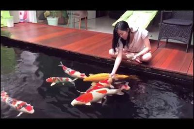 Descubre la belleza del Pez Koi Showa (Showa Sanshoku) en tu acuario